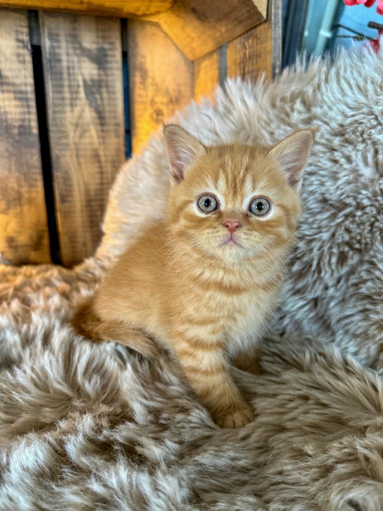💕brits(e) korthaar kittens 💕cinnemon  choco rood, Meerdere dieren, Gechipt, 0 tot 2 jaar