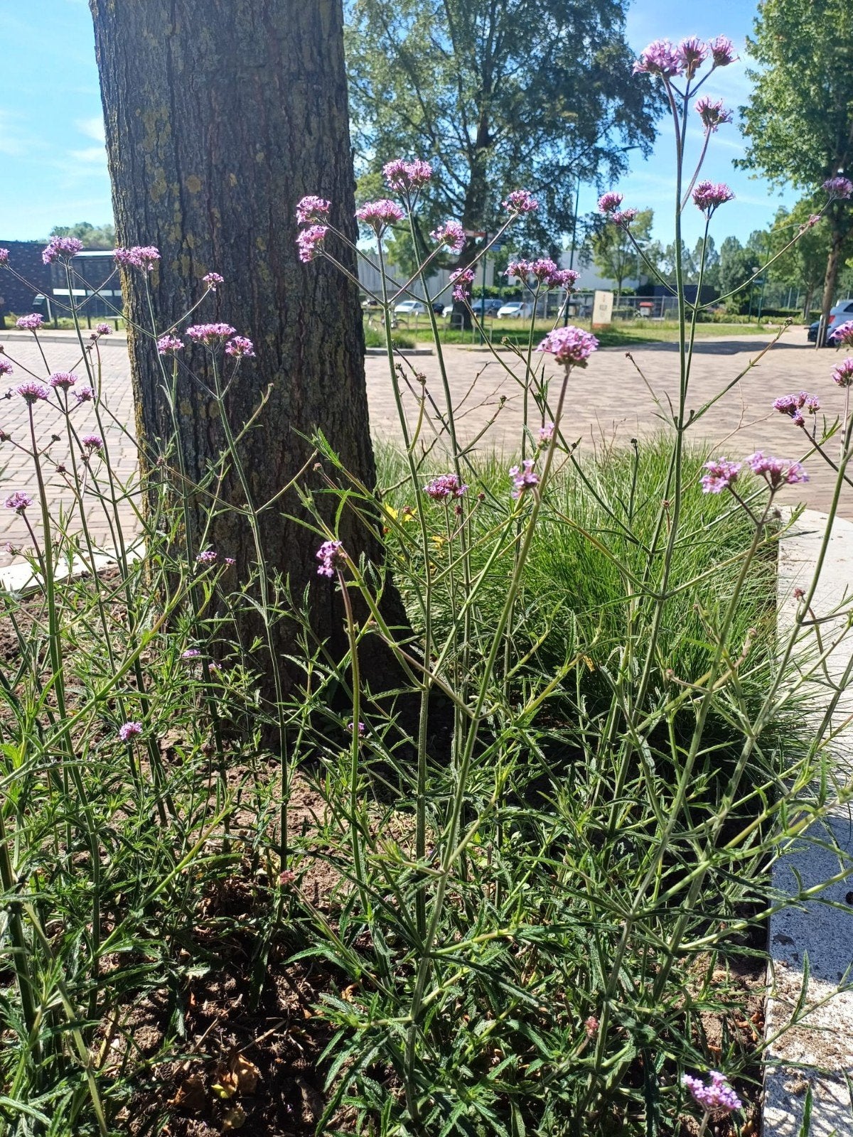 Verbena Ijzerhard - Trekt bijen en vlinders aan!, Overige soorten, Volle zon, Vaste plant, Ophalen of Verzenden