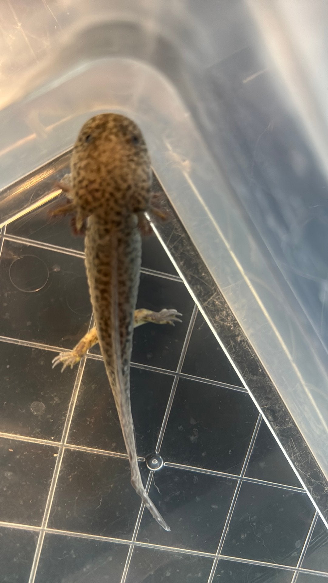 Jonge axolotl- 10 maanden oud, 0 tot 2 jaar