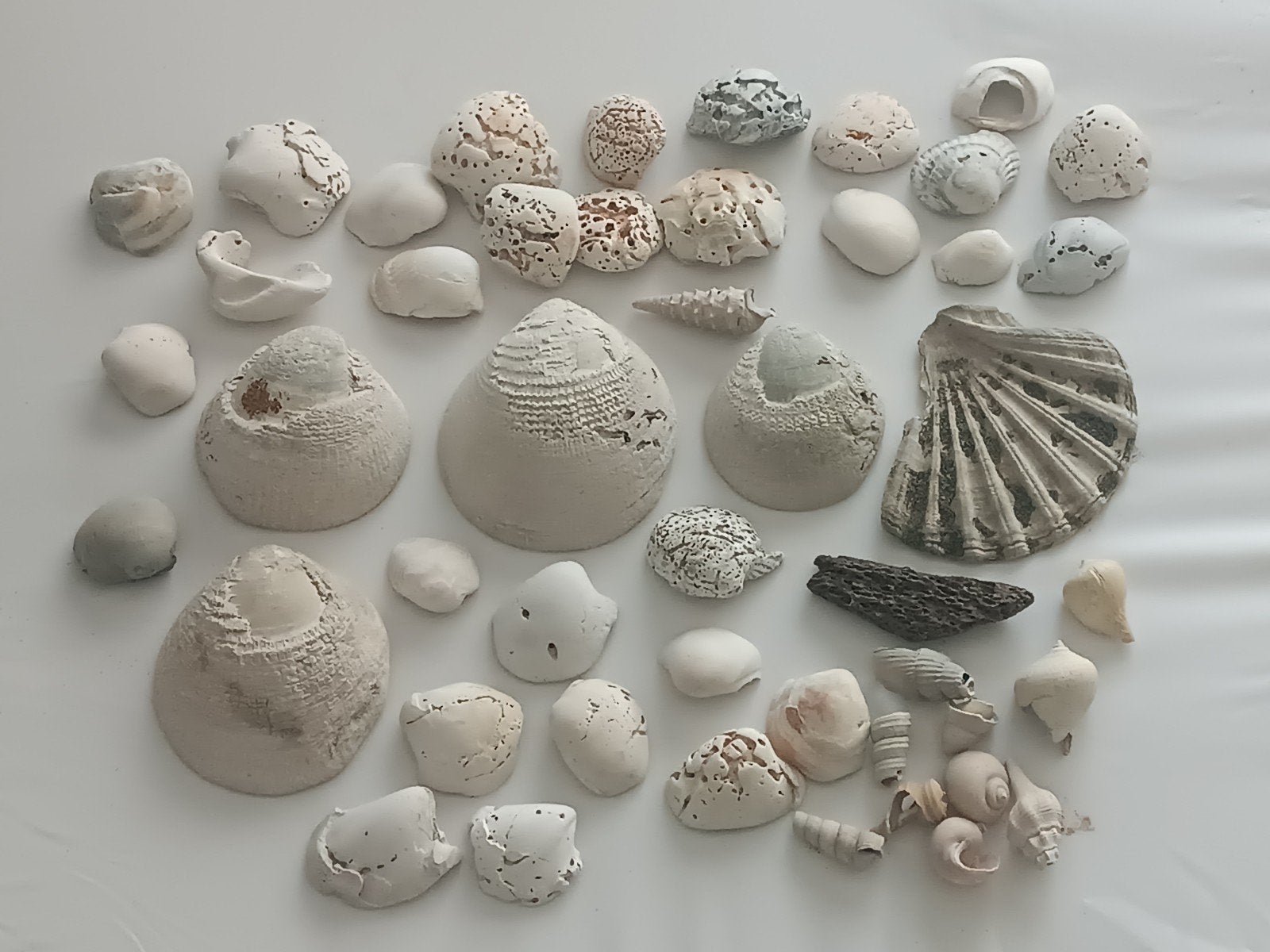 Fossiele schelpen, Ophalen of Verzenden, Schelp(en)