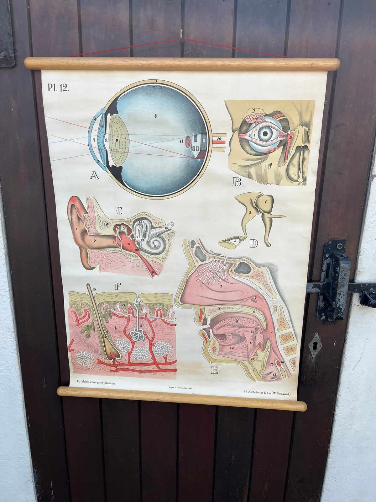 Schoolplaat oog neus keel oor Dybdahl Pedersens Aschehoug, Ophalen of Verzenden, Natuur en Biologie