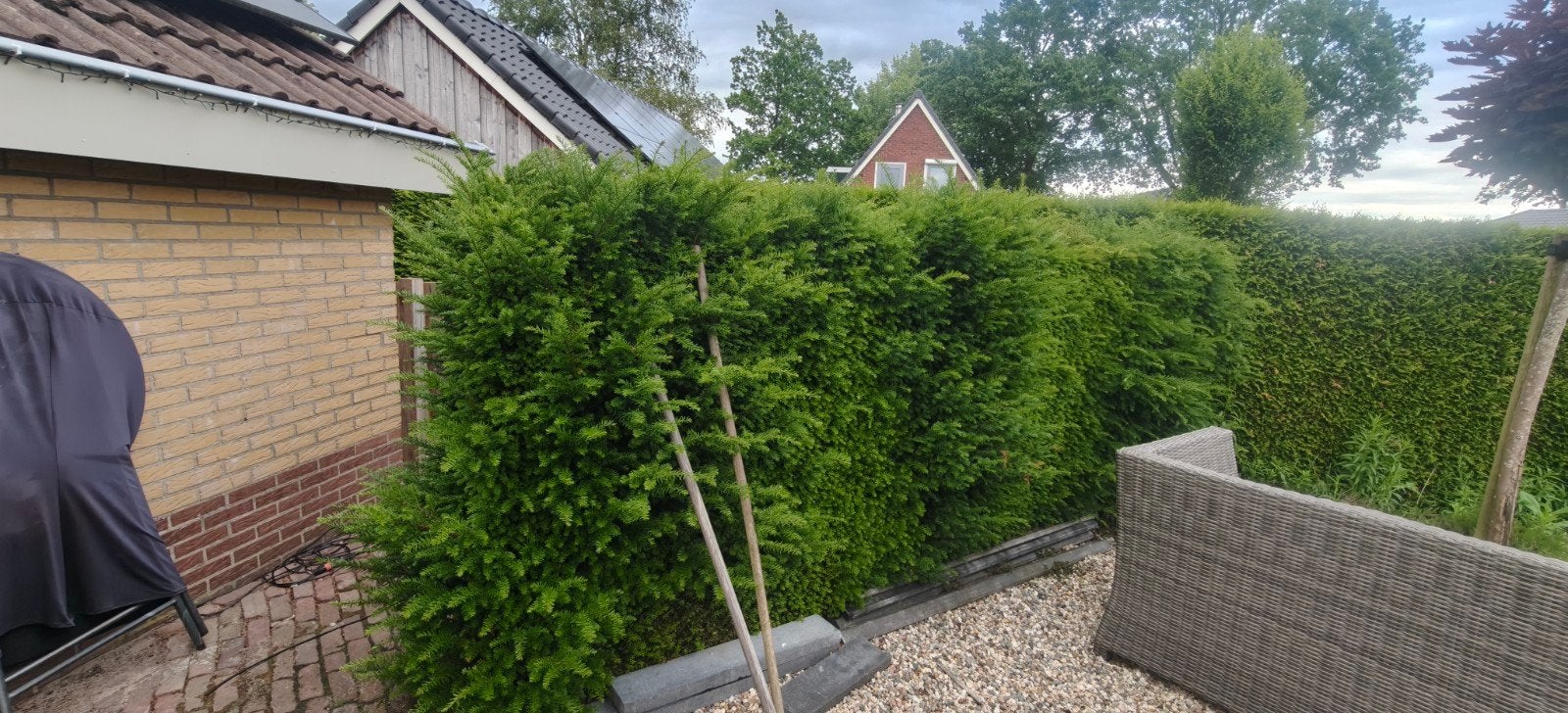 Heg. Gratis af te halen, Ophalen, Hout, 3 tot 6 meter, 1 tot 2 meter