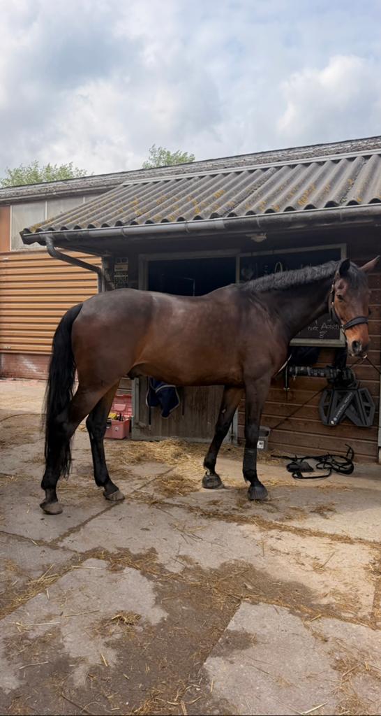 Waanzinnig brave KWPN RUIN 180 schofthoogte, Dieren en Toebehoren, Paarden, 175 cm of meer, Met stamboom, Ruin, Dressuurpaard