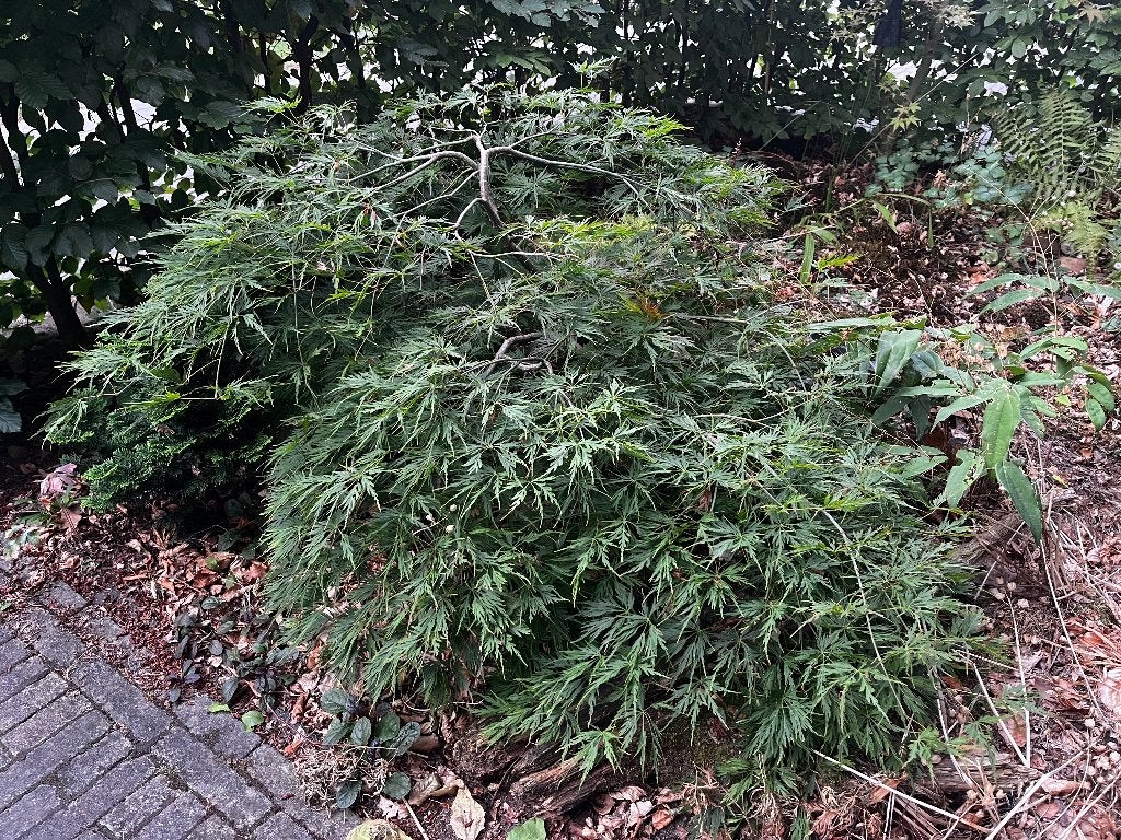 Japanse esdoorn acer dissectum, Tuin en Terras, Ophalen, Bloeit niet, Halfschaduw, Overige soorten