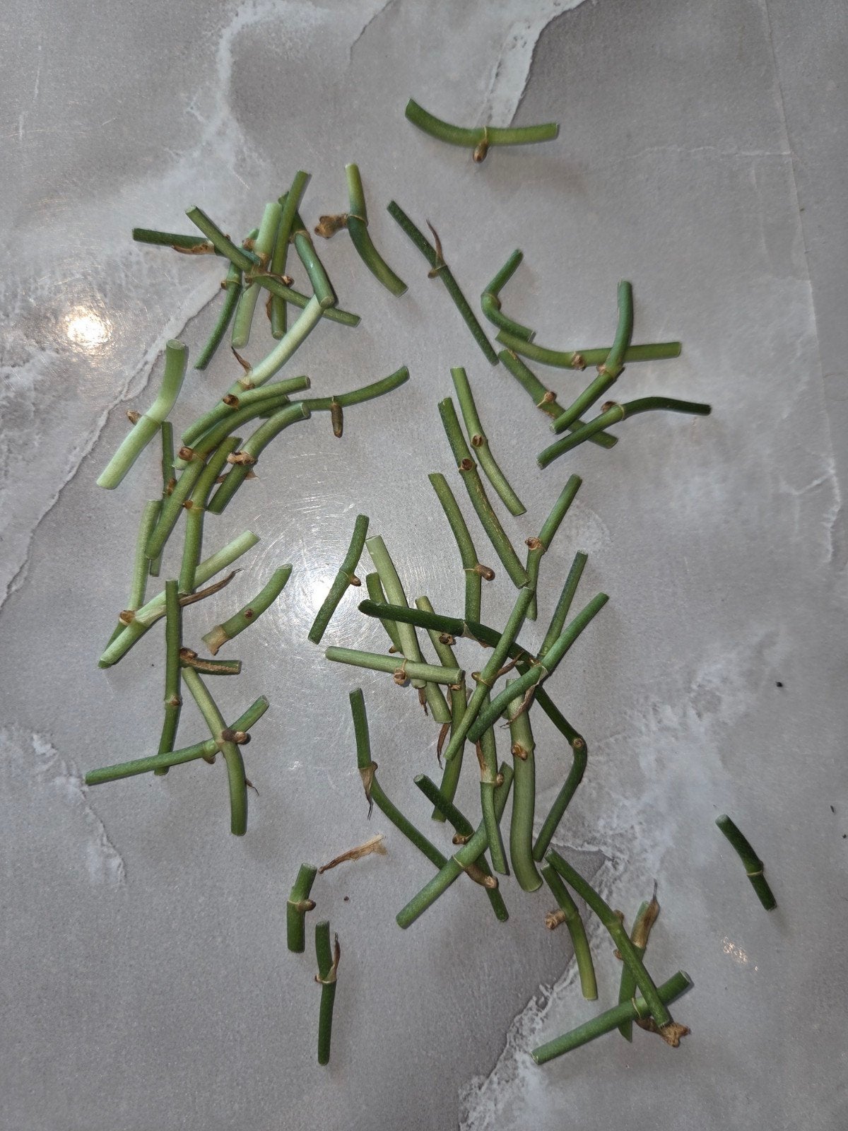 Scindapsus Pictus 'Argyraeus' Wetsticks, Overige soorten, Minder dan 100 cm, Groene kamerplant, Halfschaduw