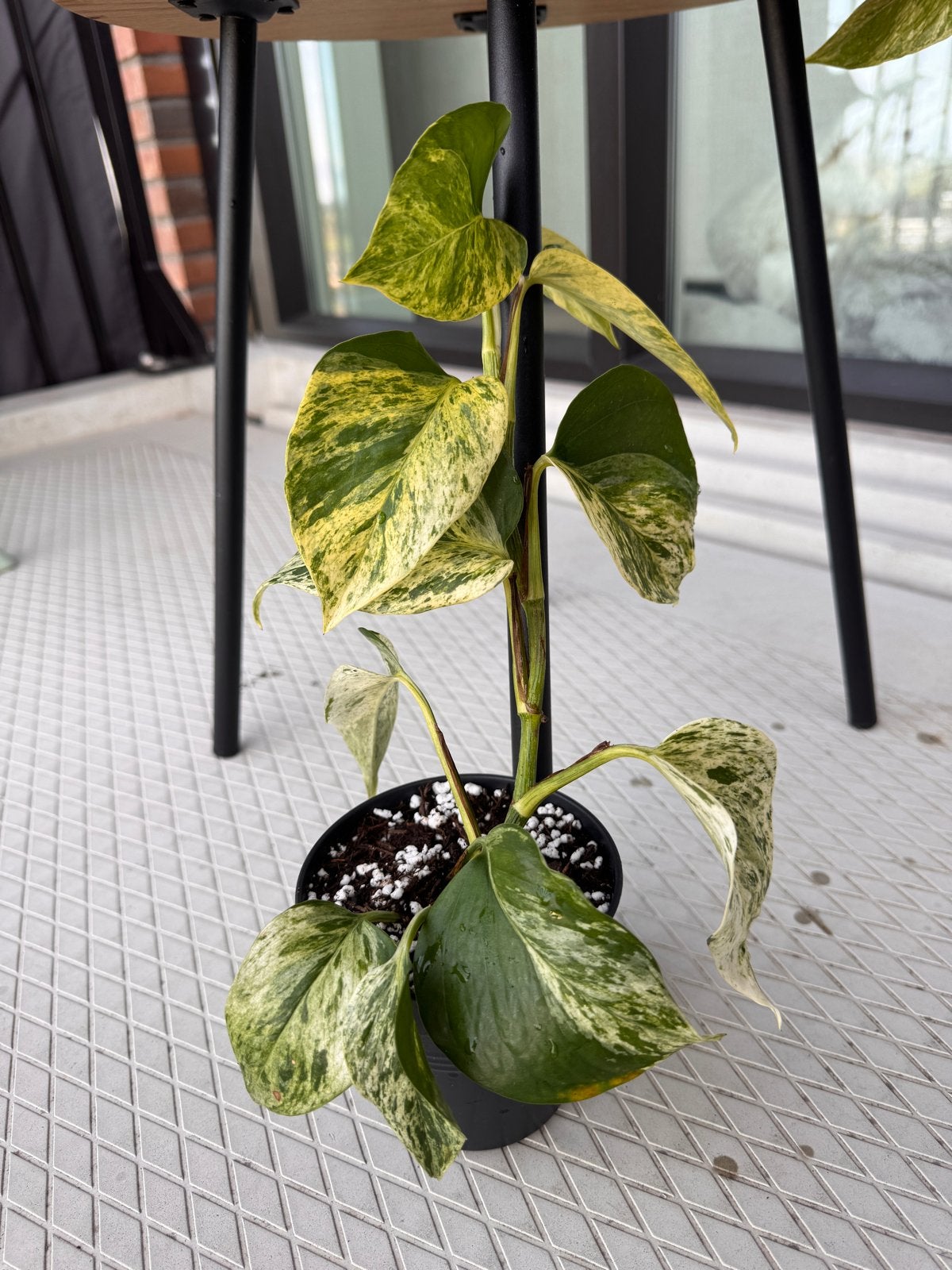 Pothos Marble Queen - Epipremnum Aureum, Huis en Inrichting, Kamerplanten, Ophalen, Overige soorten, Halfschaduw, In pot