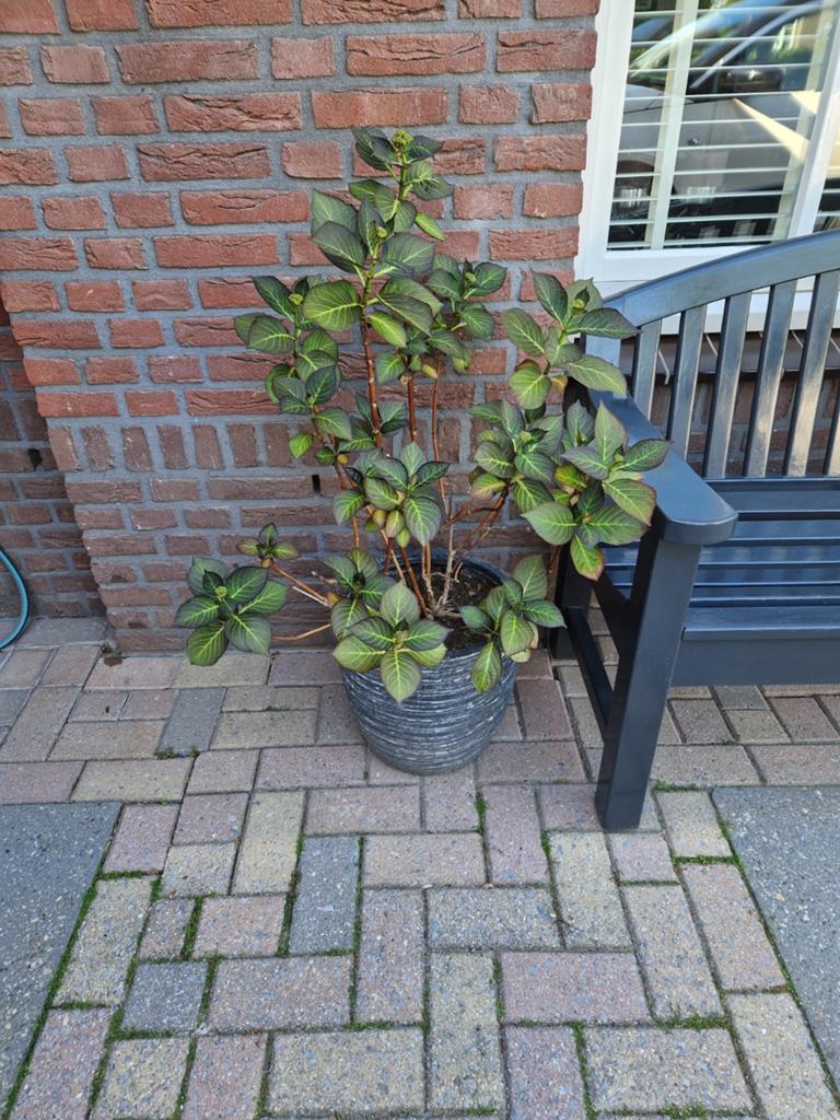 2 paarse hortensia's ( Adula blue) in potten., Tuin en Terras, Ophalen, Overige materialen, Gebruikt, Minder dan 60 cm