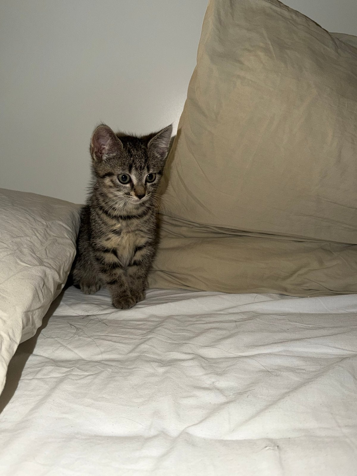 Kitten, Dieren en Toebehoren, Katten en Kittens | Overige Katten, Poes