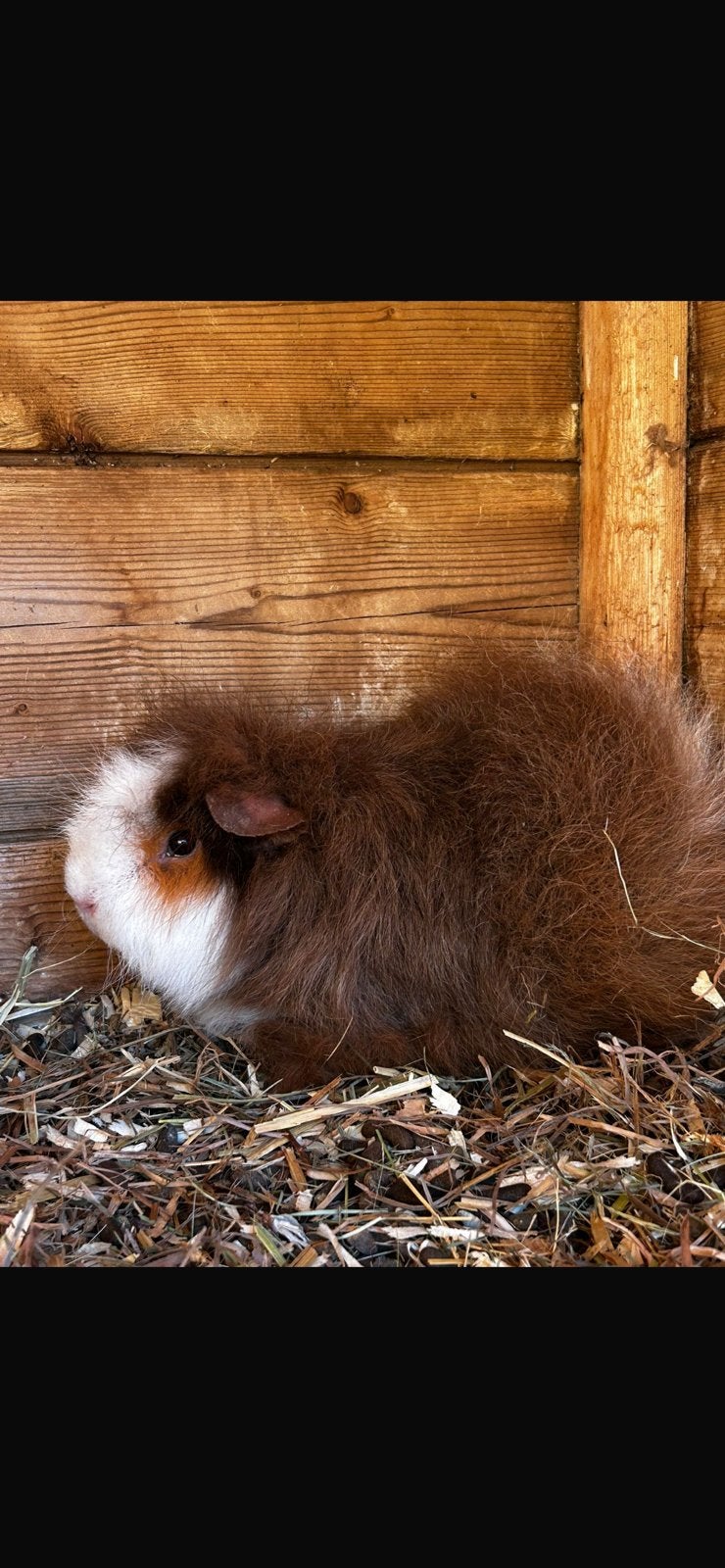 Choco goud wit ch teddy zeug, Dieren en Toebehoren, Knaagdieren, Juli, Vrouwelijk, Cavia