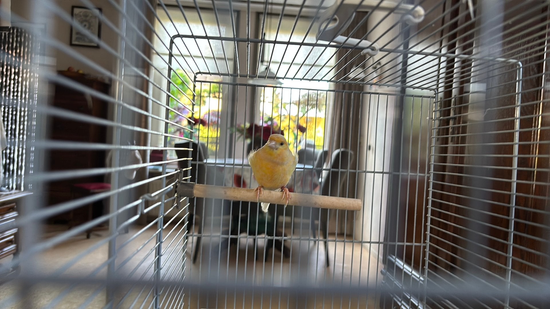 Te koop waterslager pop, Dieren en Toebehoren, Vrouwelijk, Kleurkanarie
