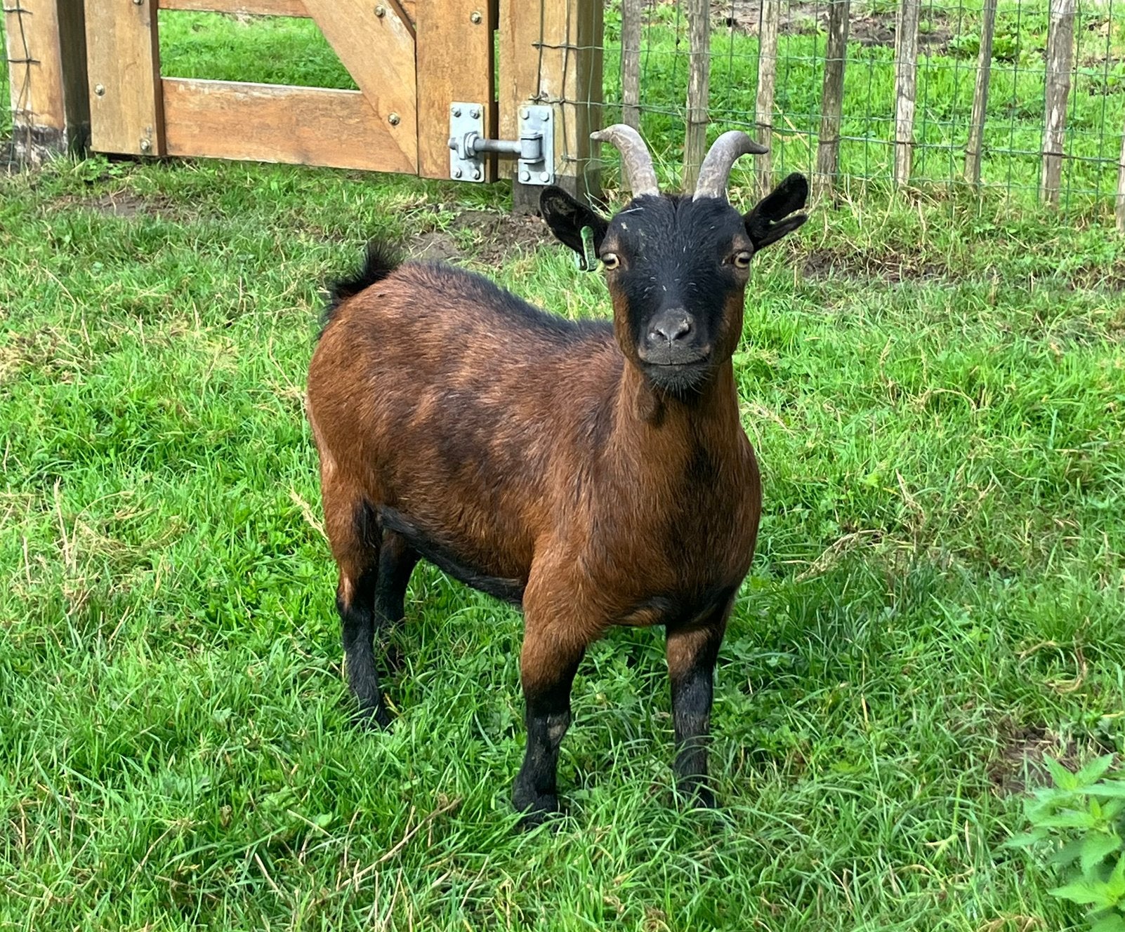 Twee lieve dwerggeitjes te koop, Dieren en Toebehoren, Vrouwelijk, Geit, 3 tot 5 jaar