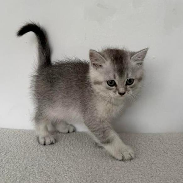 Brittish shorthair kittens te koop, Dieren en Toebehoren, Meerdere dieren, Ontwormd