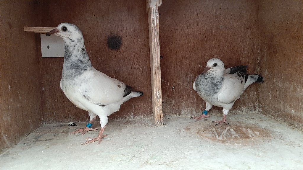 Mooi koppel jongen, Dieren en Toebehoren, Vogels | Duiven, Geslacht onbekend, Postduif