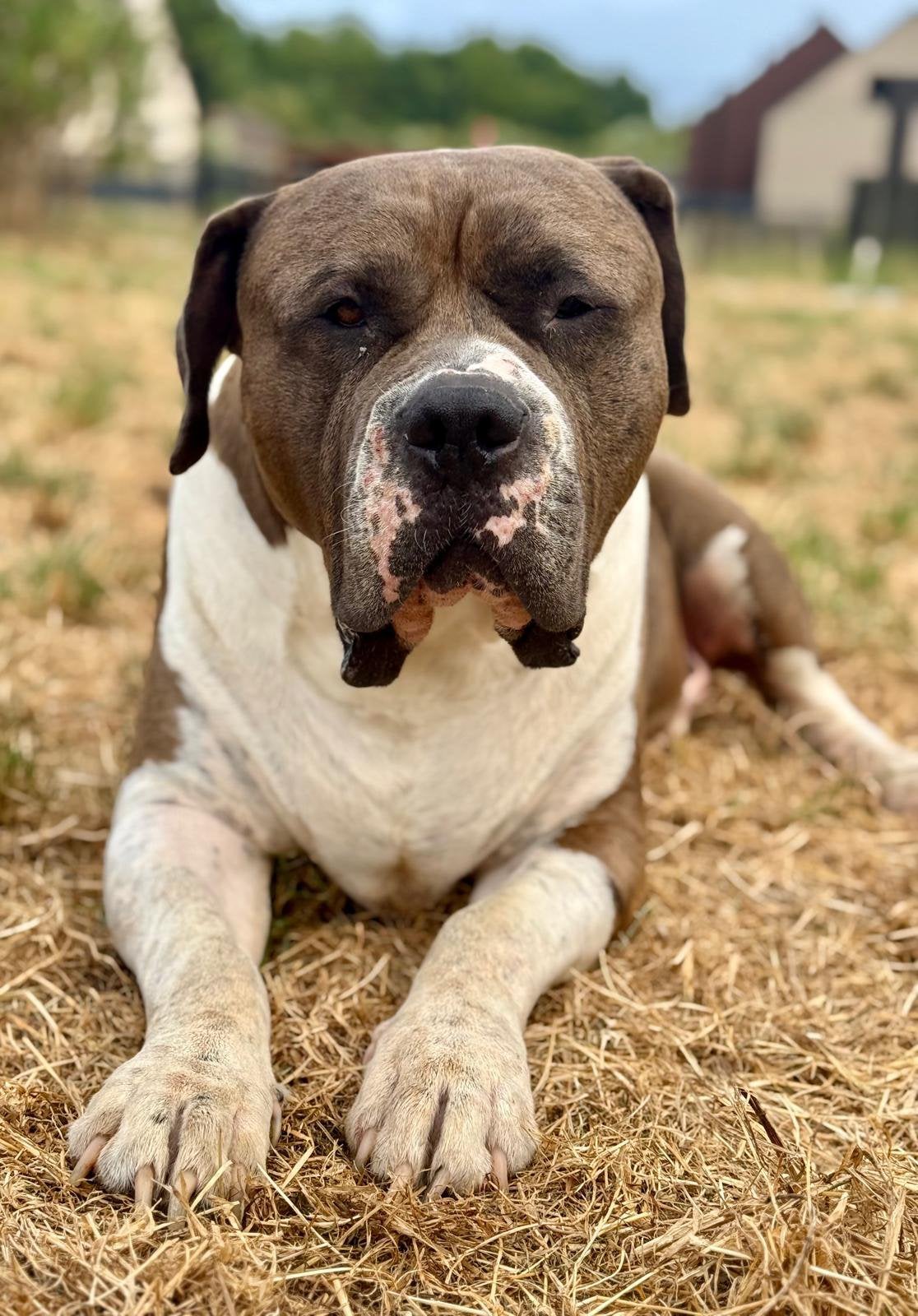 Herplaatsers zoeken een thuis, Dieren en Toebehoren, Honden | Bulldogs, Pinschers en Molossers, Nederland, Parvo, Meerdere, Meerdere dieren