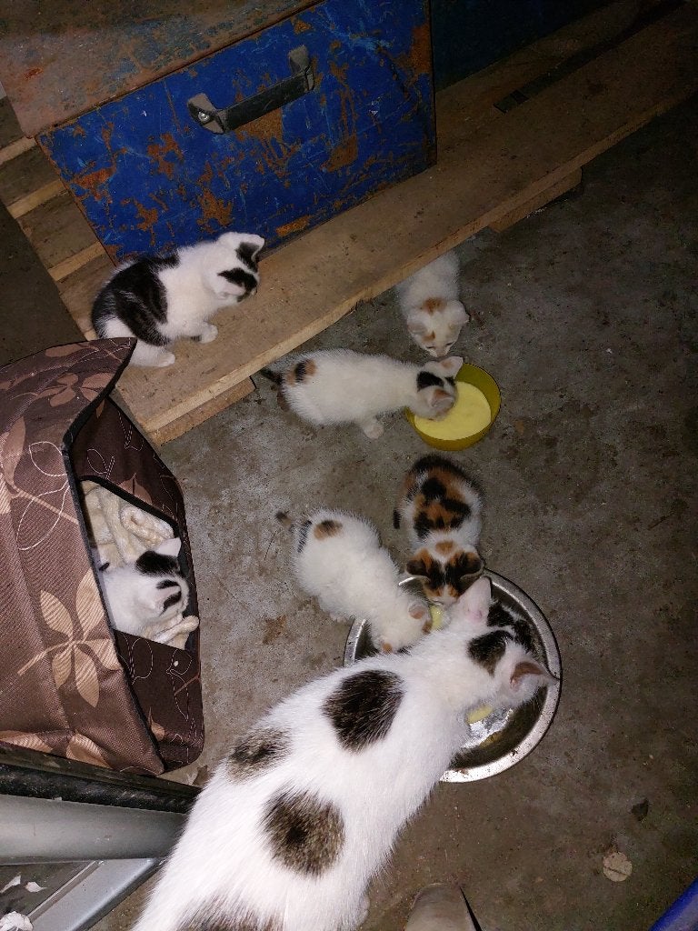 Jonge kittens, Dieren en Toebehoren, Meerdere dieren