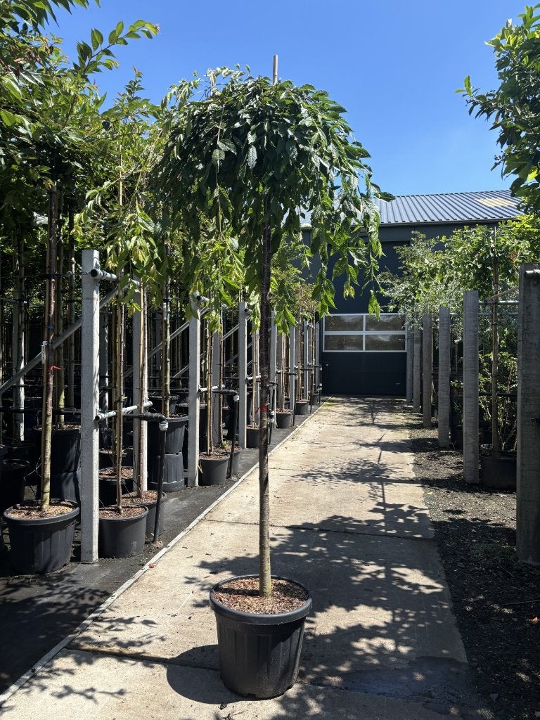 Prunus serrulata ‘Pendula’ vanaf €89,99 – ca. 220 cm, Tuin en Terras, In pot, Ophalen of Verzenden, Lente, Treurboom
