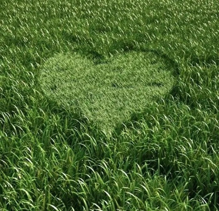 25 hectare grasland op stam te koop