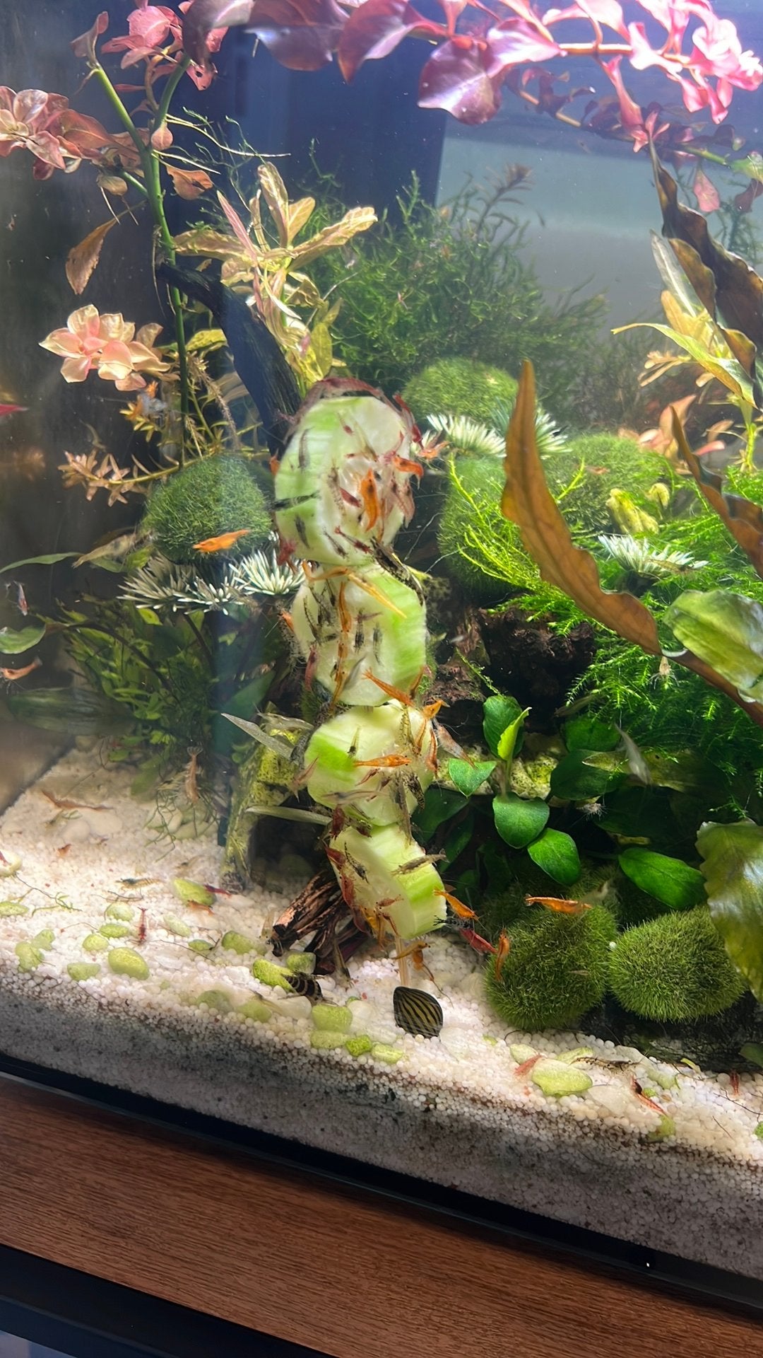Garnalen mix, Dieren en Toebehoren, Vissen | Aquariumvissen, Kreeft, Krab of Garnaal