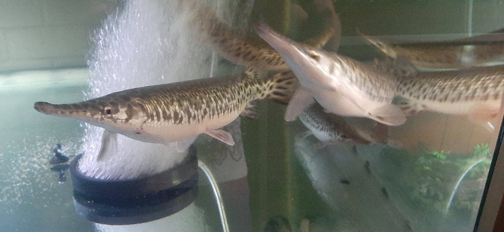 Spotted Gar te koop, Vis, Zoetwatervis