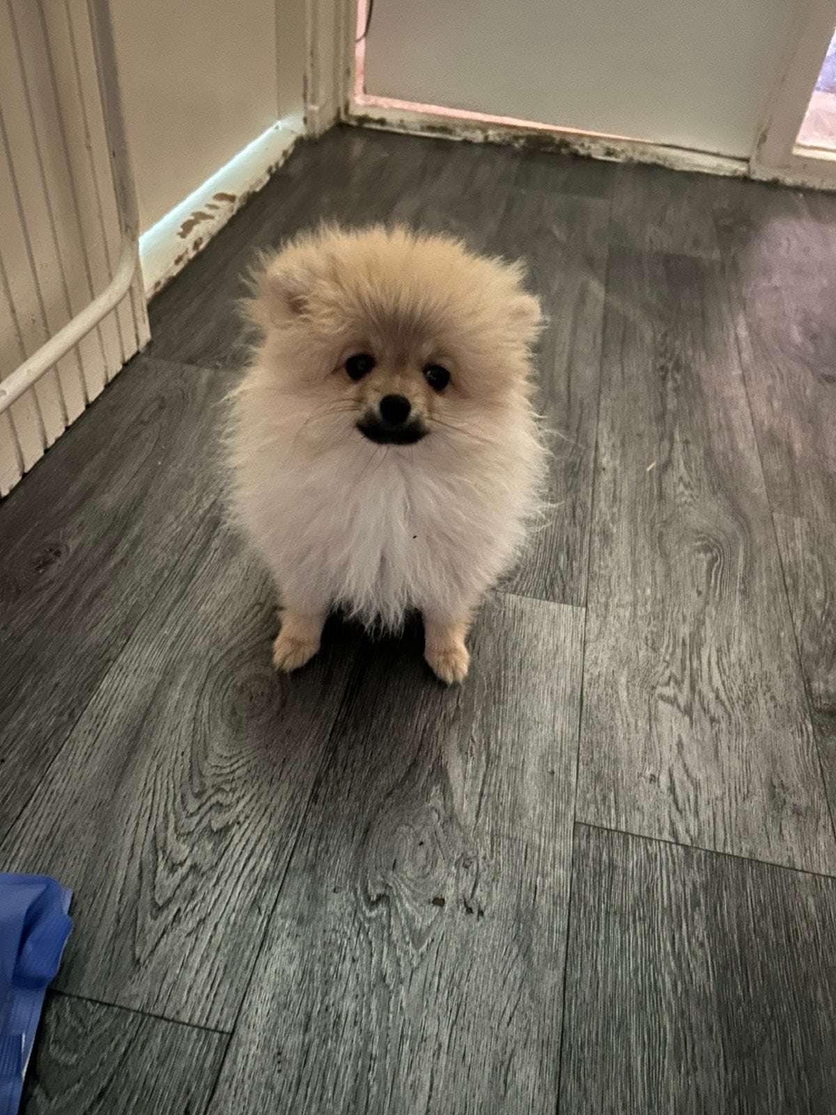 Mini pomeriaan, Dieren en Toebehoren, Keeshond, Rabiës (hondsdolheid), 8 tot 15 weken, Teef