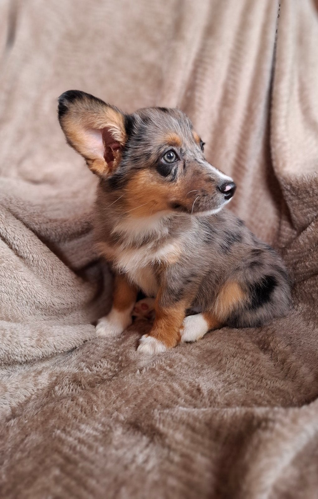 Super lieve speelse Welsh Corgi Cardigan pups puppys, Overige rassen, 8 tot 15 weken, Meerdere, Meerdere dieren