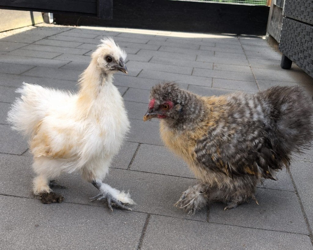 2 haantjes, Dieren en Toebehoren, Mannelijk, Kip