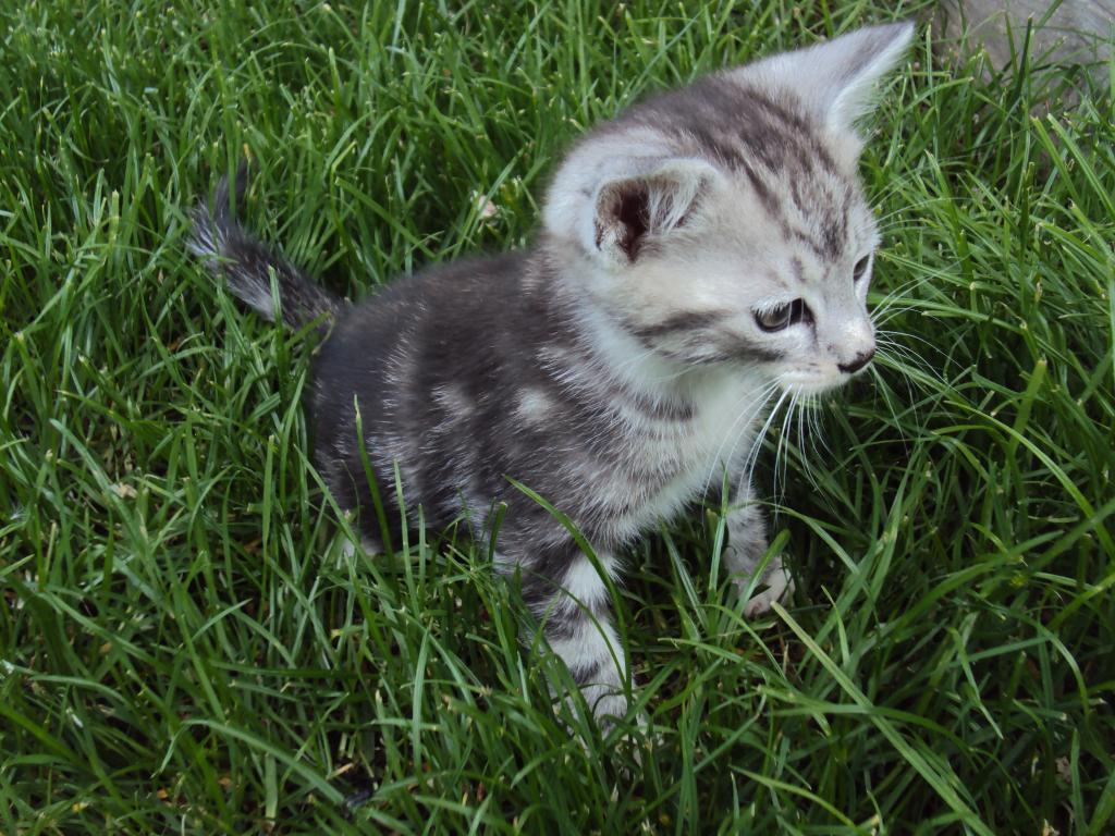 Prachtige jonge poesjes kittens grijs cyper kater GELIJK MEE, Dieren en Toebehoren, Katten en Kittens | Overige Katten, Meerdere dieren