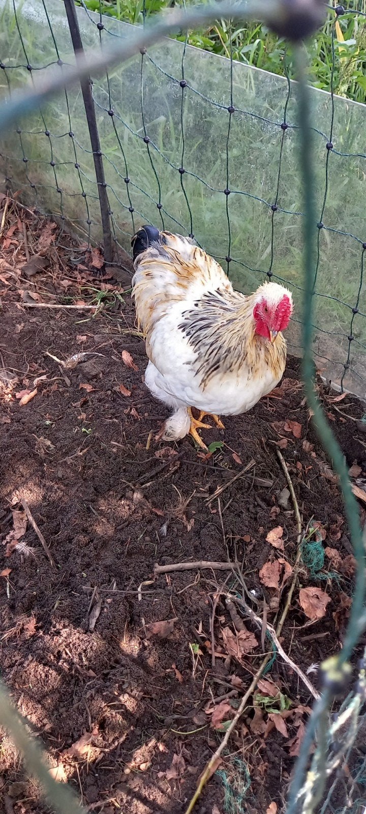 Diverse kriel haantjes., Dieren en Toebehoren, Pluimvee, Mannelijk, Kip