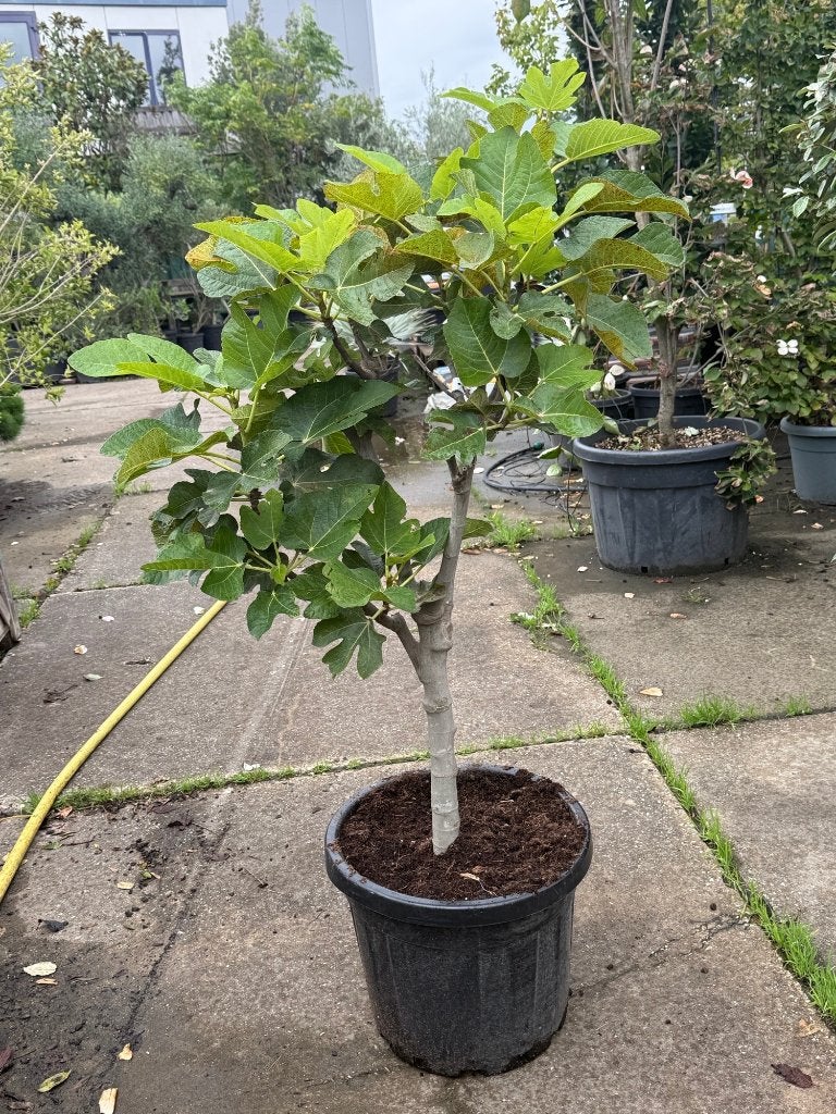 Vijgenboom in pot - Ficus carica, Tuin en Terras, Lente, Volle zon, In pot, Ophalen of Verzenden