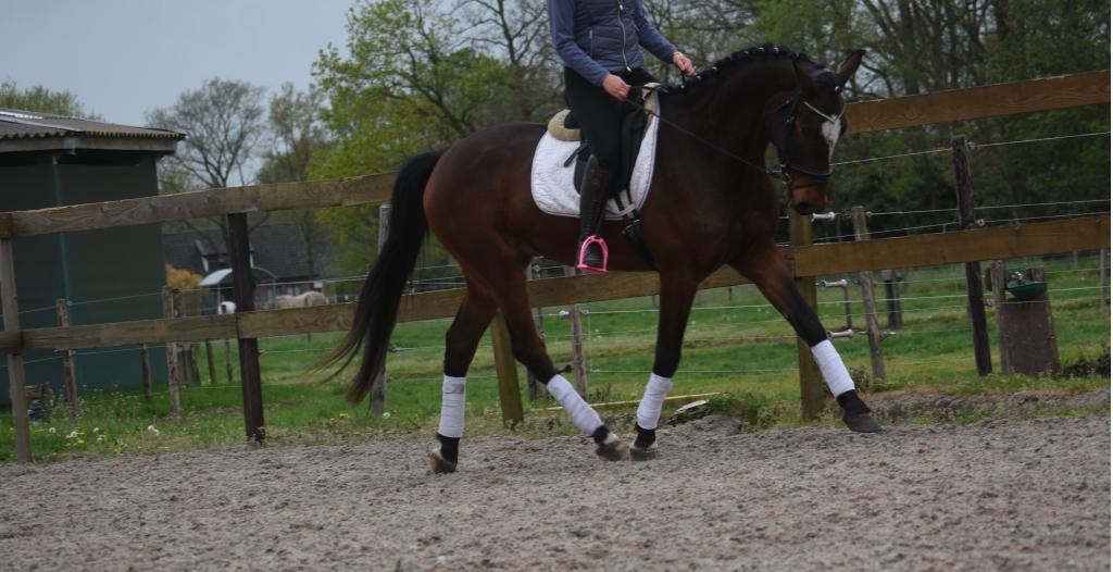 superbrave 6 jarige Zangersheideruin röntgen 100%, Met stamboom, Ruin, Dressuurpaard, L