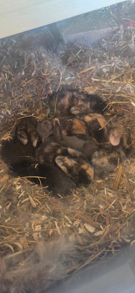 Konijnen, Dieren en Toebehoren, Konijnen, Mannelijk, Dwerg