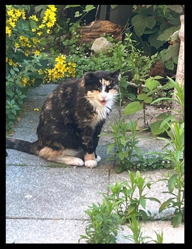 Poes moet met spoed een nieuw huis Maartje ~10 jaar, Poes