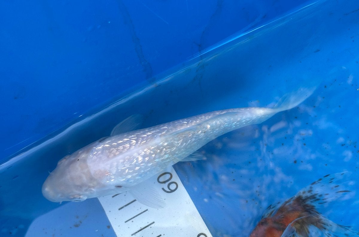 Japanse silver ginrin koi!!, Dieren en Toebehoren, Karper of Koi