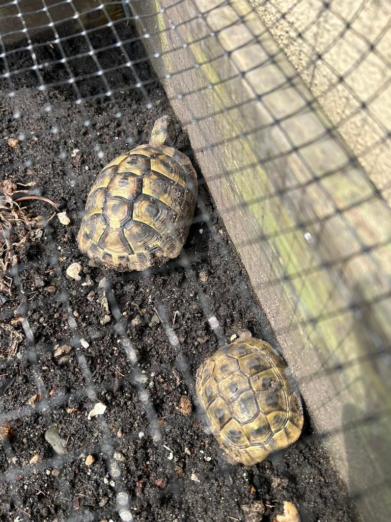 0.1.1 Testudo hermanni hercegovinensis, Dieren en Toebehoren, Schildpad
