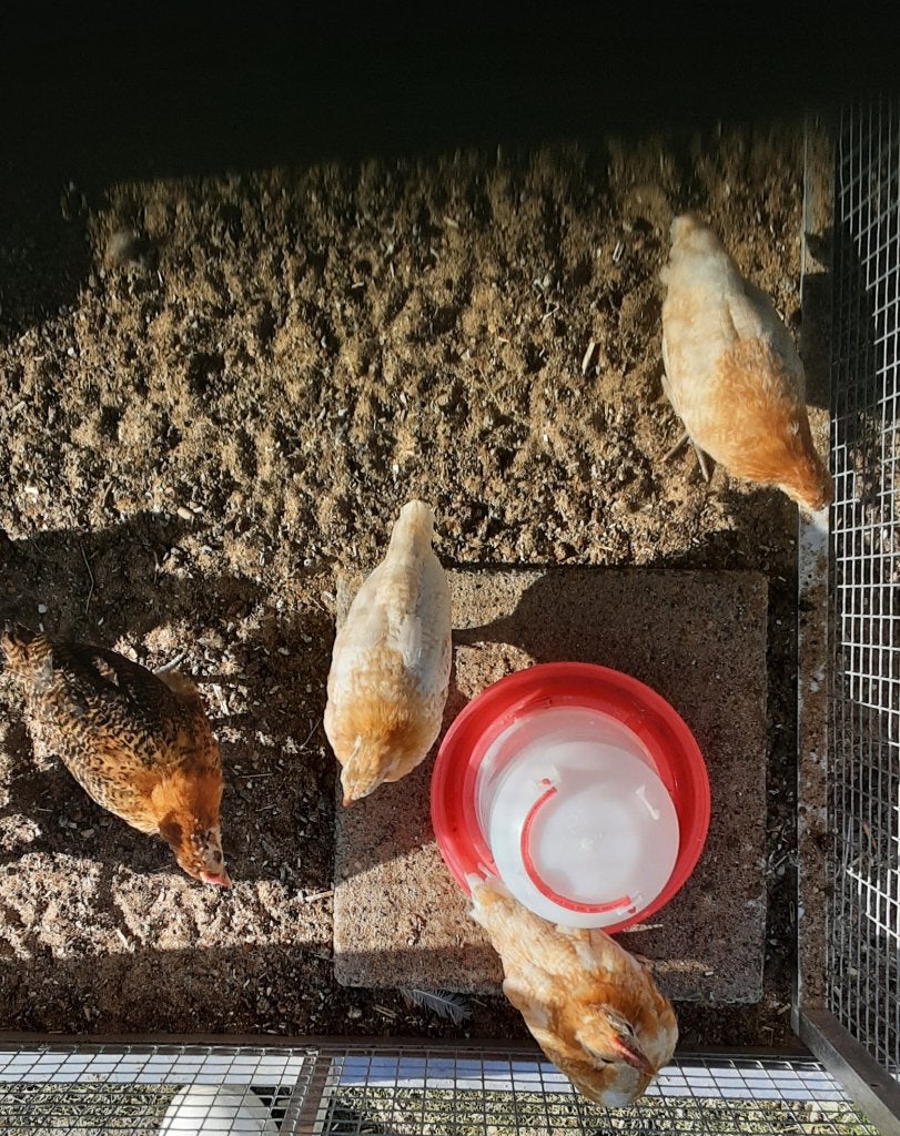 Gratis kippen, Dieren en Toebehoren, Pluimvee, Meerdere dieren, Kip