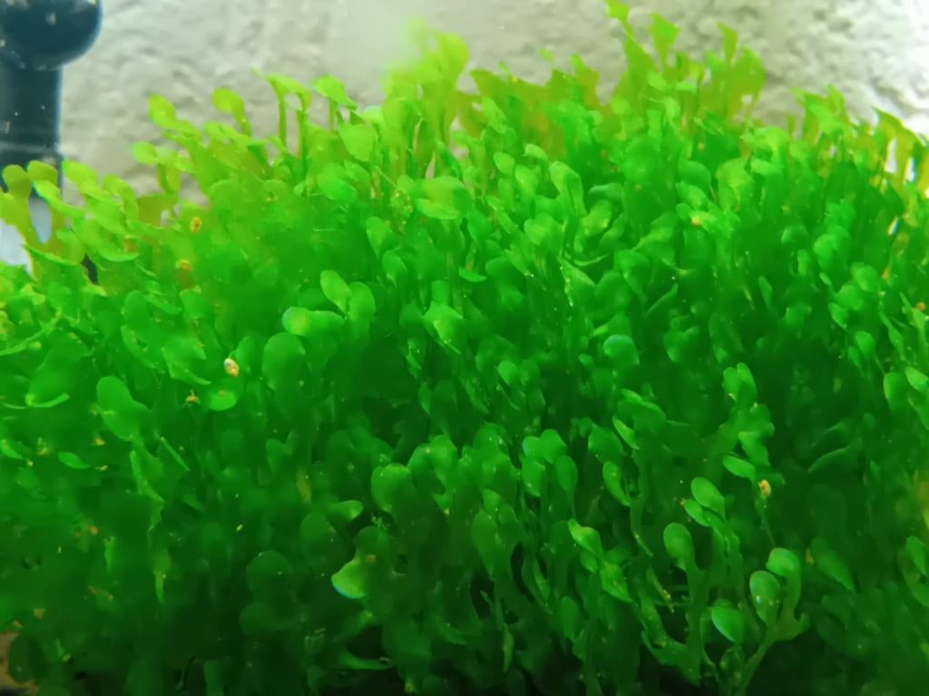 Levermos, Dieren en Toebehoren, Vissen | Aquaria en Toebehoren, Ophalen, Plant(en), Steen of Hout