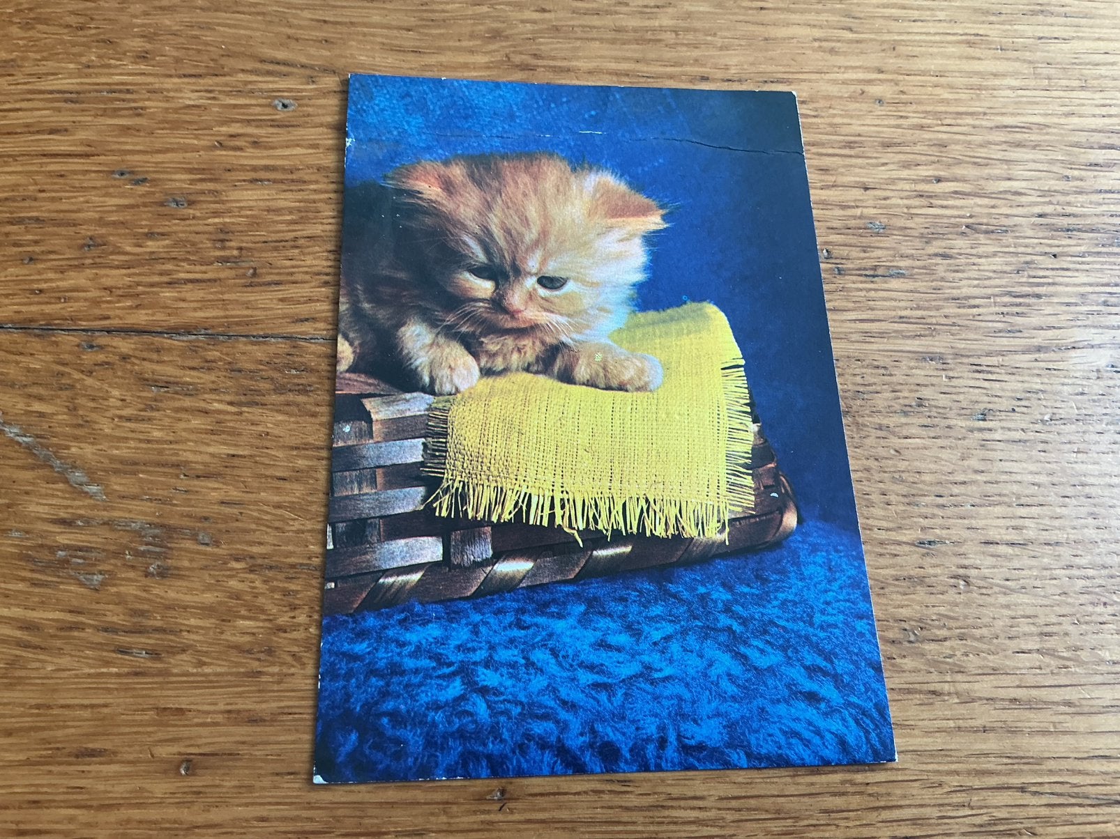 V564 poes, Ophalen of Verzenden, Overige thema's