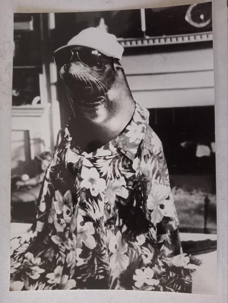 Andre de Zeehond of Zeeleeuw Filmfoto, ., Ophalen of Verzenden, Zo goed als nieuw, Foto of Kaart
