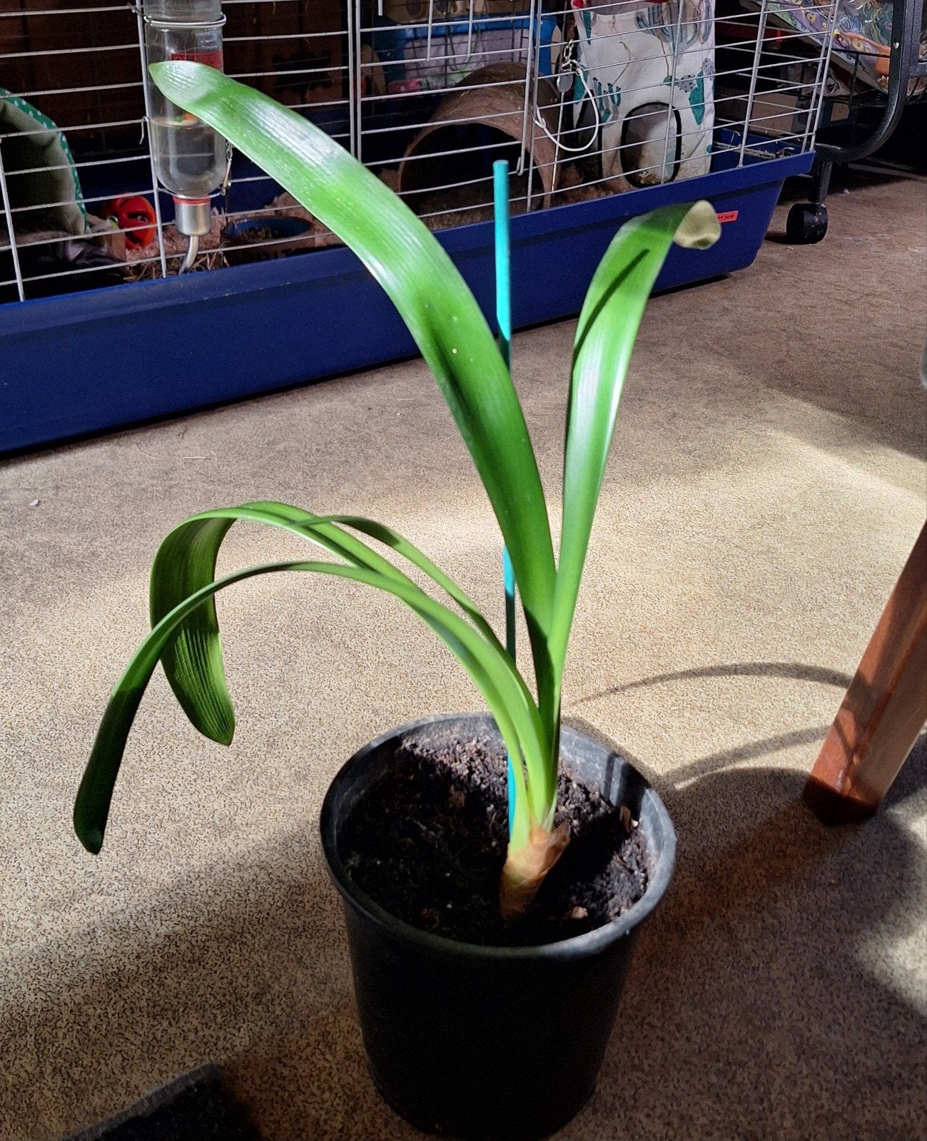 Clivia, Bloeiende kamerplant, Ophalen, Halfschaduw, Minder dan 100 cm