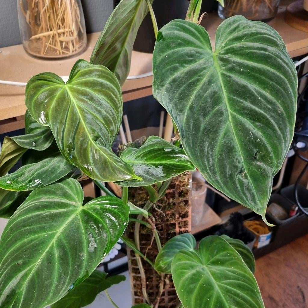 philodendron splendid stek, Huis en Inrichting, Kamerplanten, Ophalen of Verzenden, Halfschaduw, Minder dan 100 cm