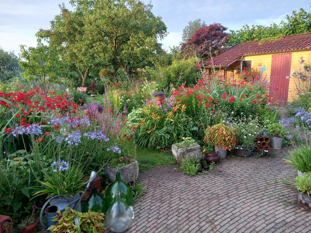 tuinplanten , planten, Ophalen, Overige soorten, Halfschaduw