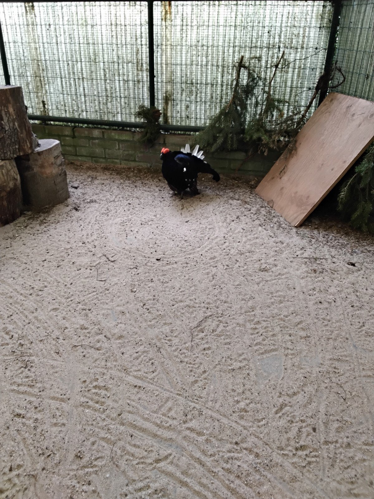 korhoen haan, Dieren en Toebehoren, Pluimvee, Mannelijk, Overige soorten