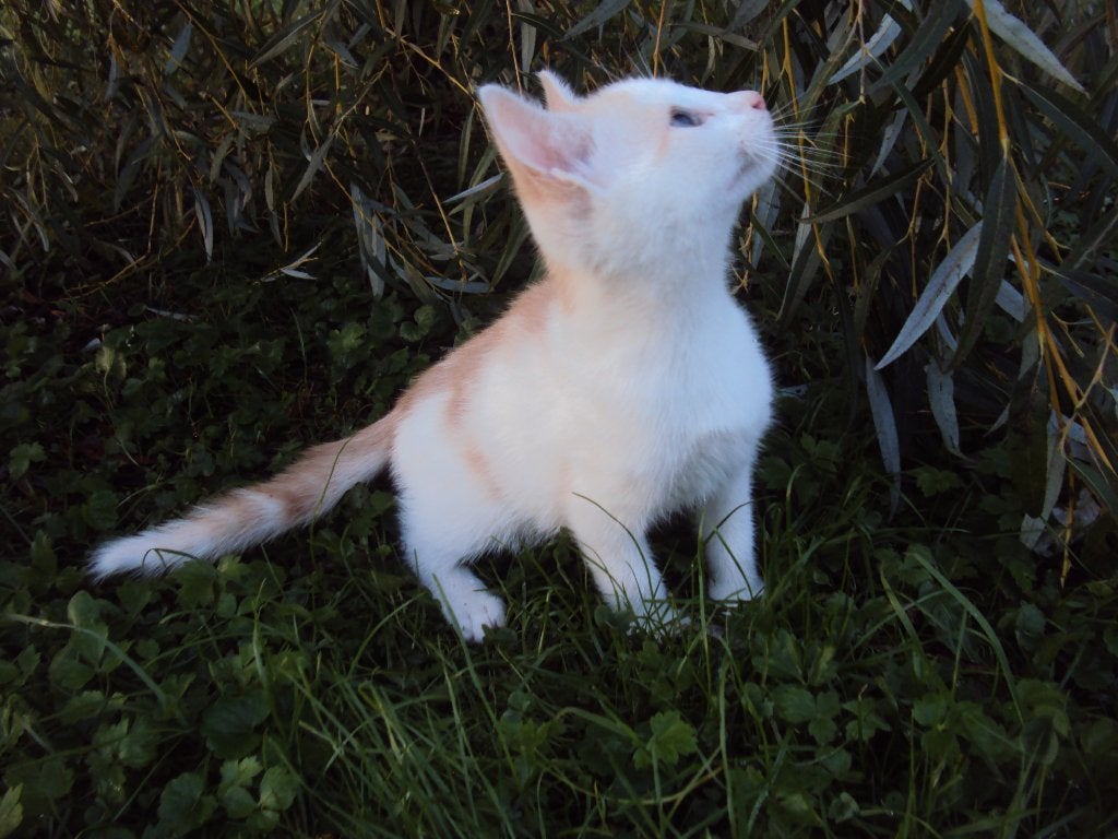 LAATSTE kittens lief wit beige champagne katertje GELIJK MEE, Meerdere dieren, Kortharig, 0 tot 2 jaar