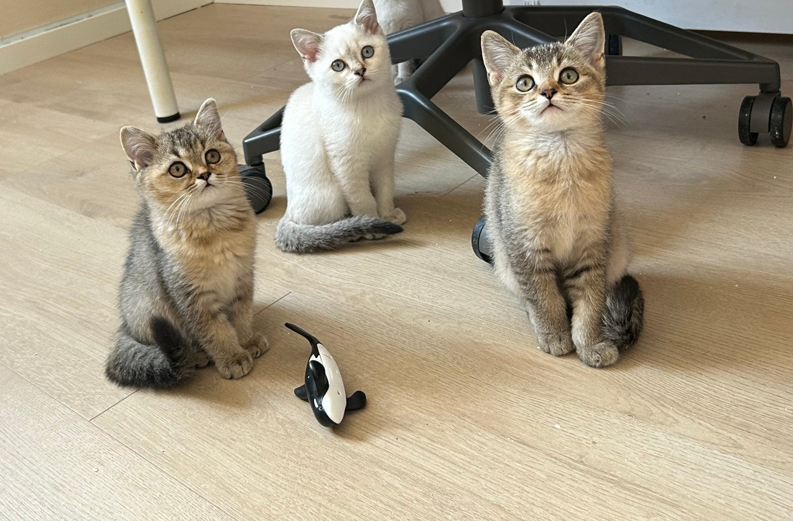 Lieve britse korthaar kittens nog 1 kater beschikbaar 💙, Dieren en Toebehoren, Kater, Ontwormd, 0 tot 2 jaar