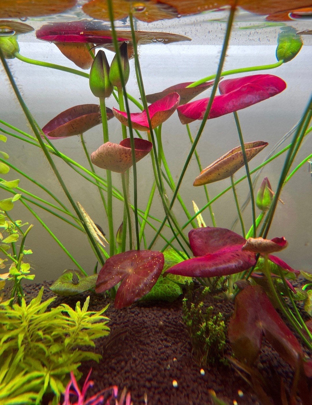 Zeldzame tropische waterlelie MOEDERPLANT, Dieren en Toebehoren, Ophalen of Verzenden