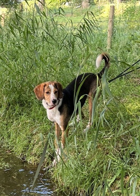 mooie lieve hond teefje 1jr, Dieren en Toebehoren, Particulier, 1 tot 2 jaar, Buitenland, Teef