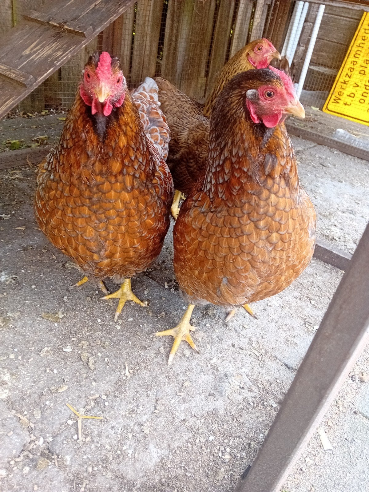 Wyandotte, Dieren en Toebehoren, Pluimvee, Vrouwelijk, Kip