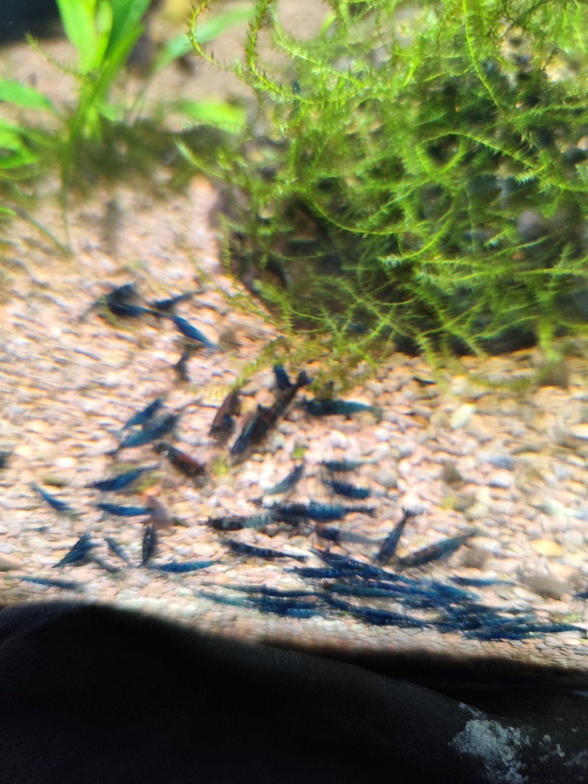 Blauwe garnalen, Dieren en Toebehoren, Kreeft, Krab of Garnaal, Zoetwatervis