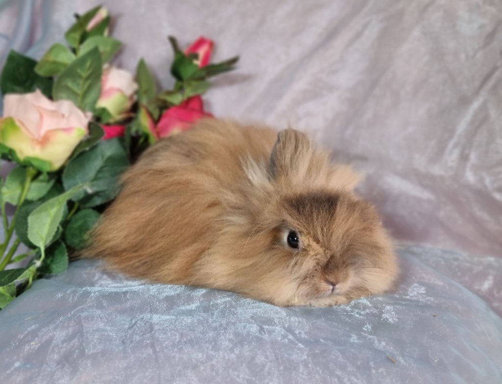 Teddydwerg baby konijn mannetje, Dieren en Toebehoren, Konijnen, Mannelijk, Dwerg