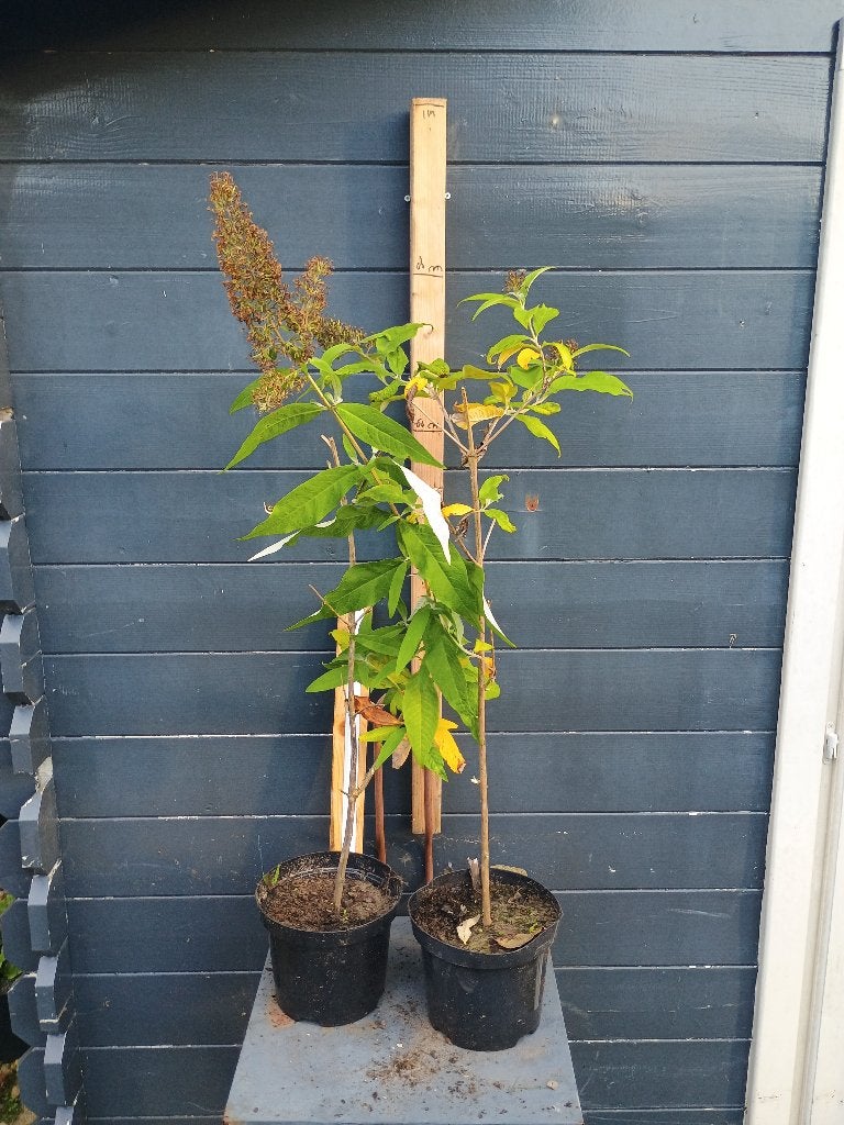 Vlinderstruik paars, Volle zon, Vaste plant, Zomer, Ophalen